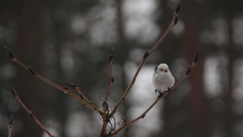 Sweeping Swedish landscape with forests and mountains