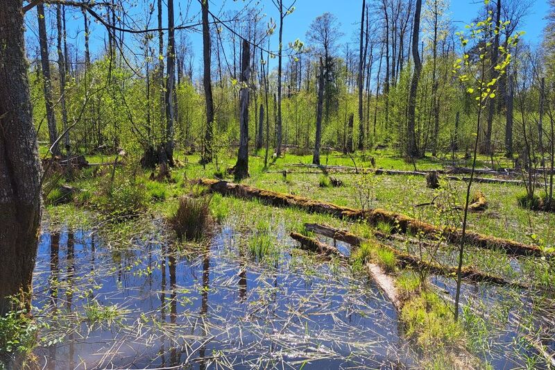 Thriving forest ecosystem restored through rewilding