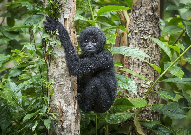 Dense rainforest ecosystem protected by Guardian system