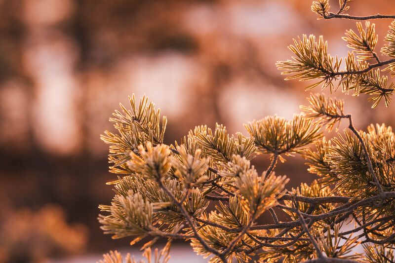 Natural landscape with diverse ecosystem