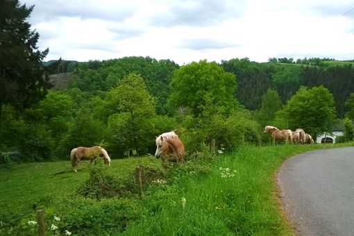 Horses grazing along a rural road bordered by green pastures and forest in Europe