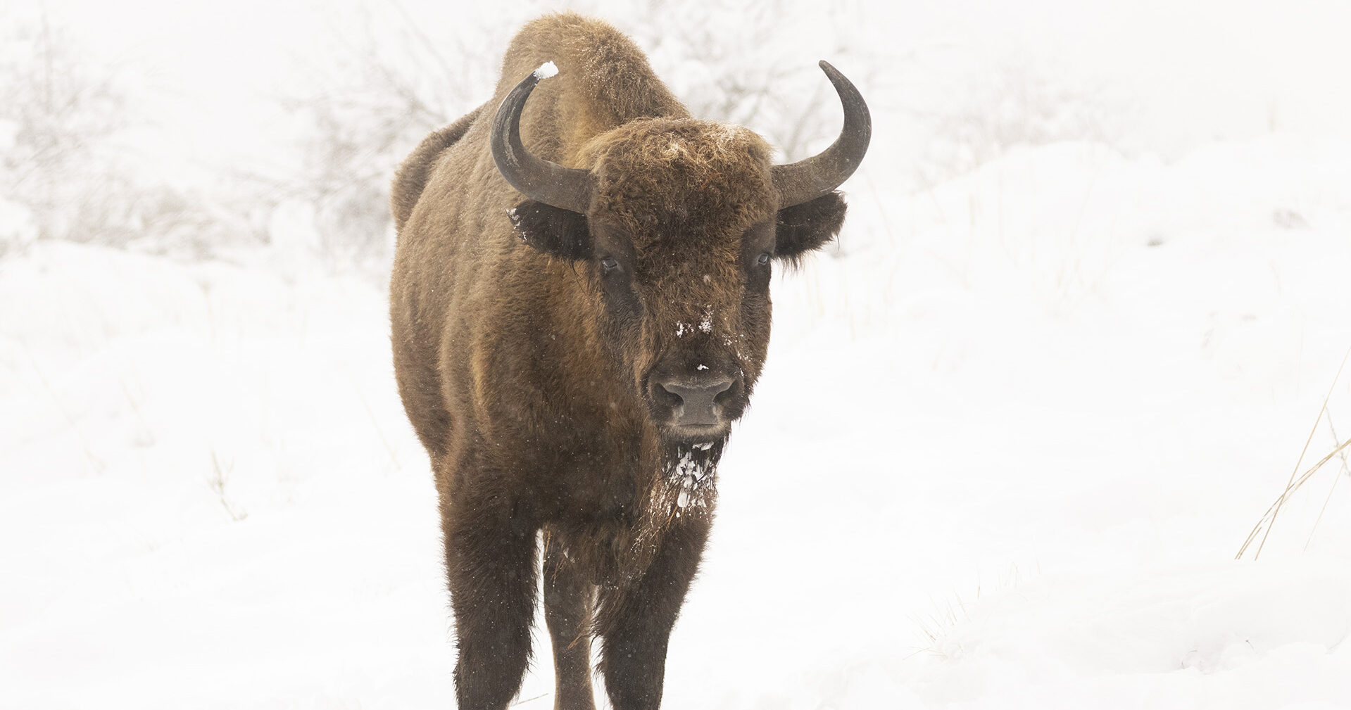 European bison standing in snowy landscape, facing camera directly