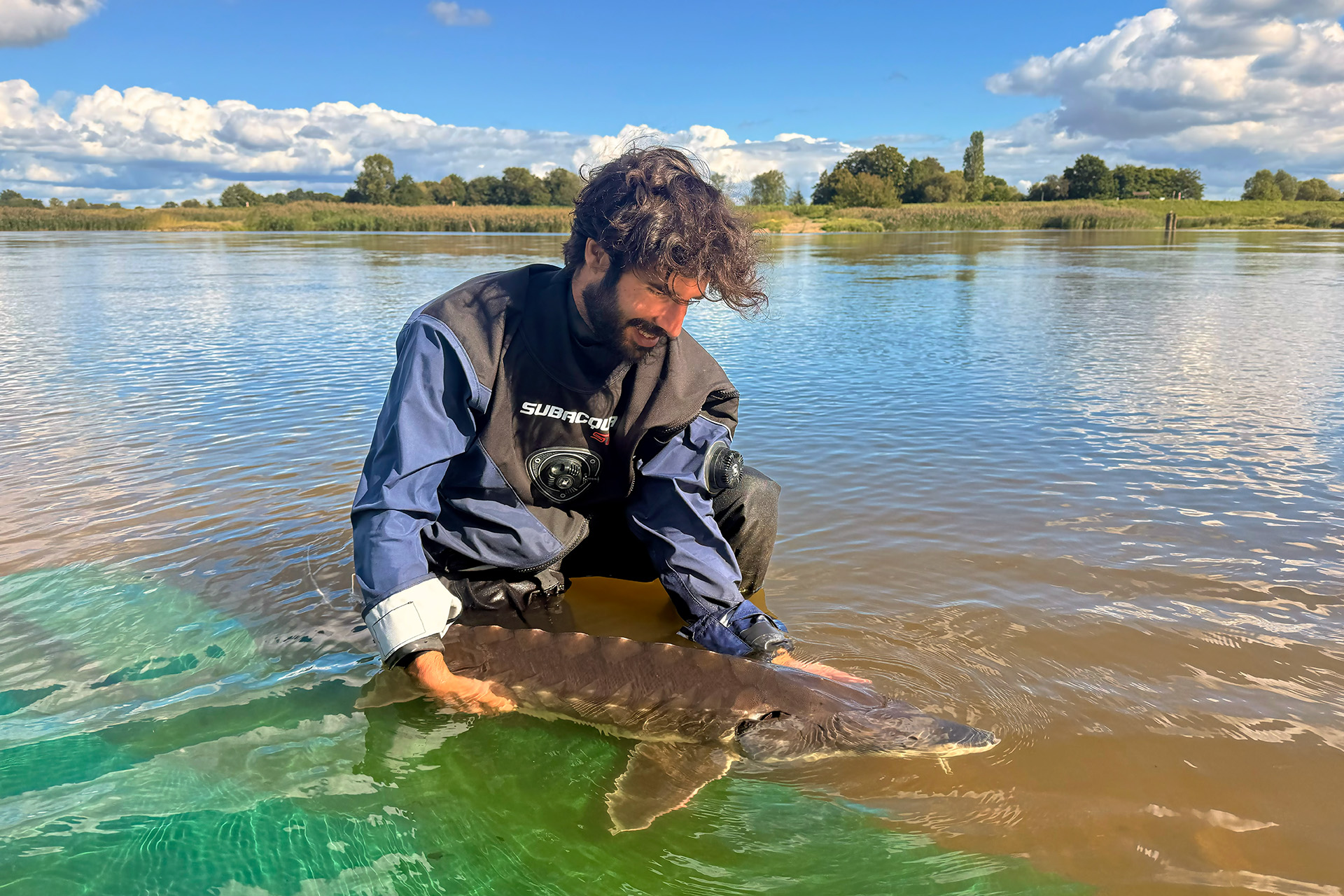 Photographer in dry suit holding large Atlantic sturgeon in shallow river water